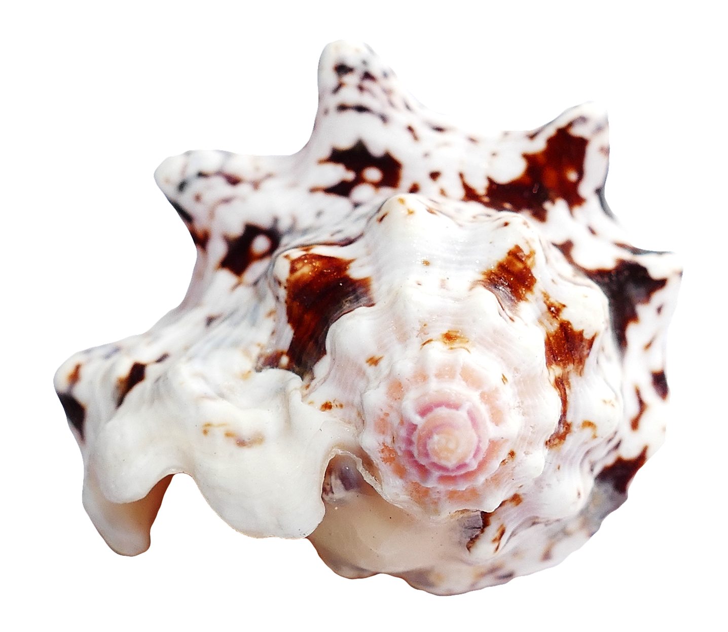 Spotted Sea Shell Isolated PNG Image