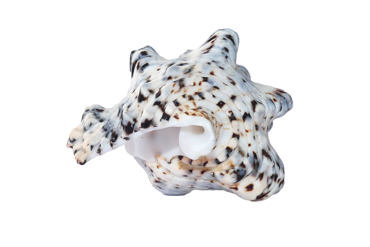 Spotted Sea Shellon Black Background PNG Image