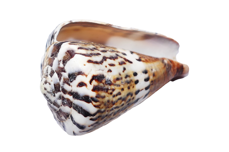 Spotted Seashell Isolated Background PNG Image