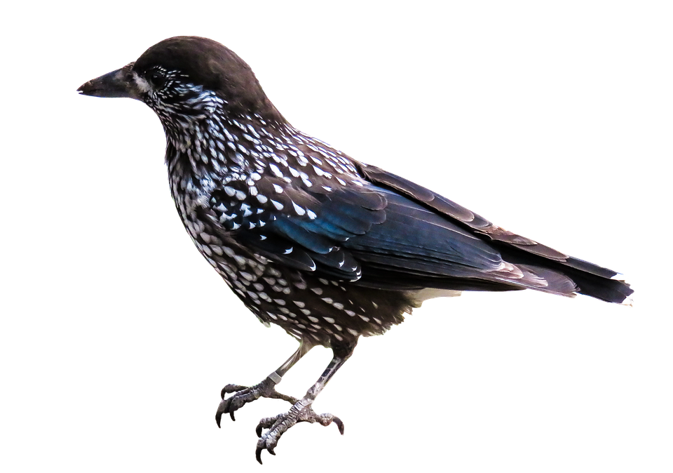 Spotted Starling Profile PNG Image