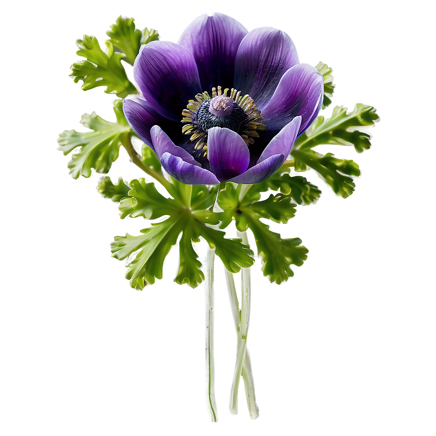 Spring Anemone Bloom Png 24 PNG Image