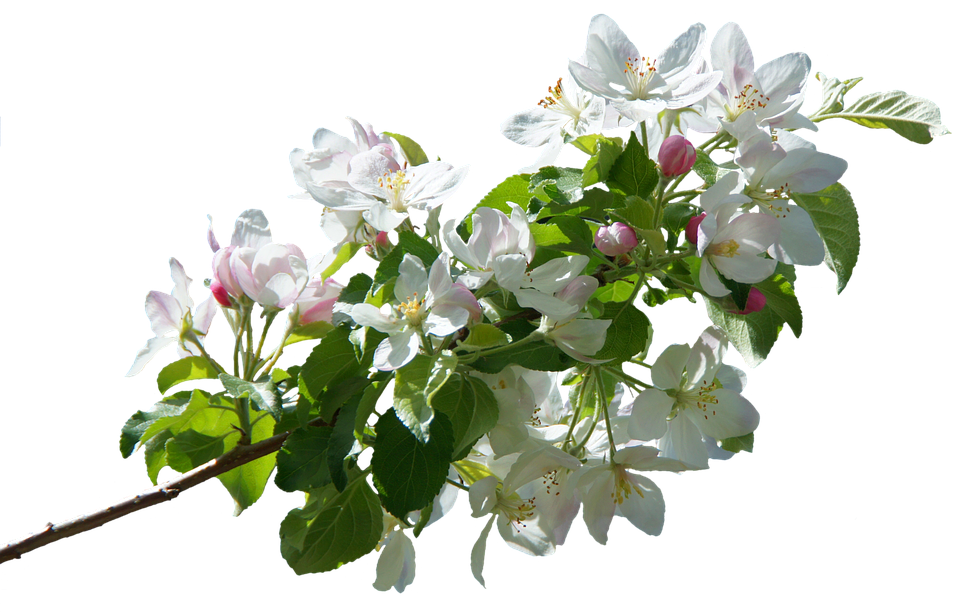 Spring Apple Blossom Branch PNG Image