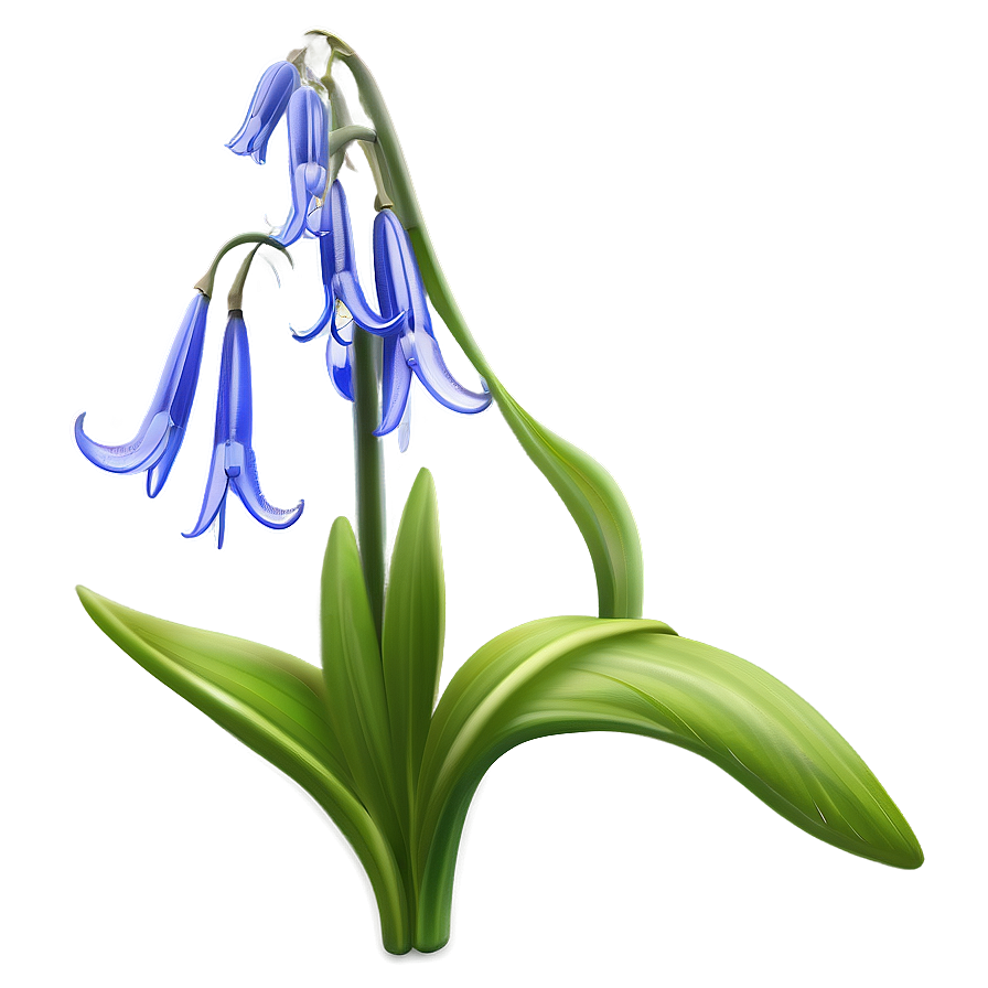 Spring Bluebell Flower Png Vwj28 PNG Image