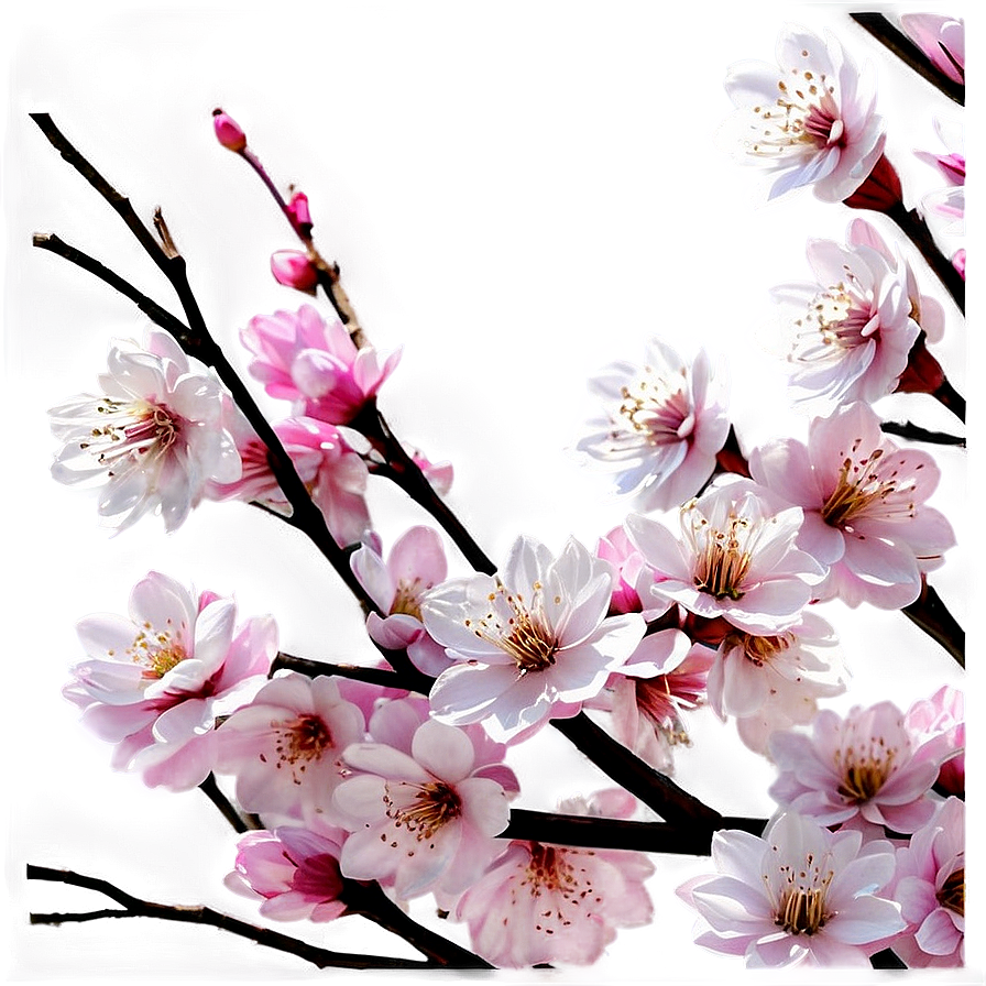 Spring Cherry Blossom Scene Png 05032024 PNG Image