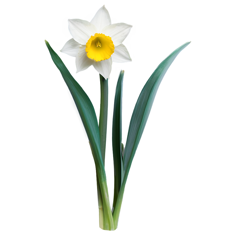 Spring Daffodil Bloom Png Brp58 PNG Image