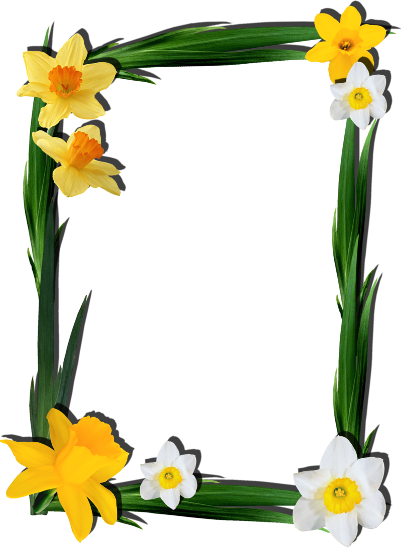 Spring Daffodil Frame Design.png PNG Image