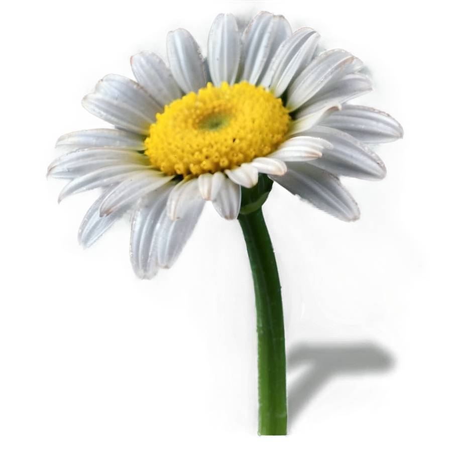 Spring Daisy Png 05212024 PNG Image