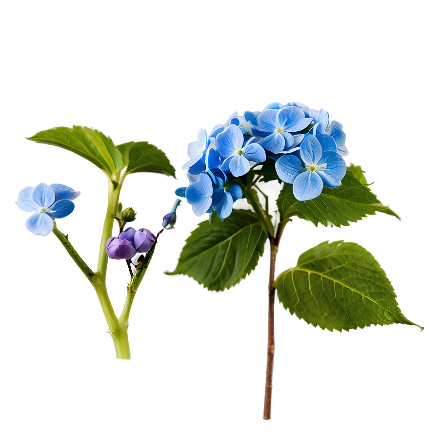 Spring Hydrangea Png 80 PNG Image