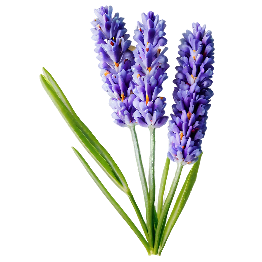 Spring Lavender Flower Png 21 PNG Image