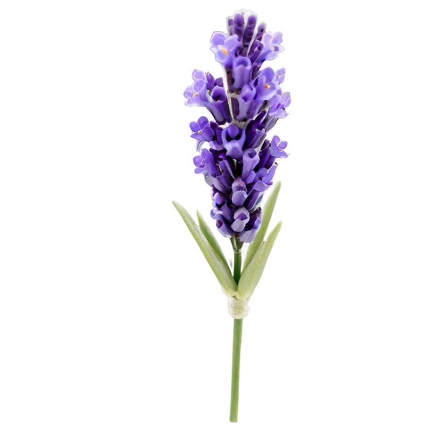 Spring Lavender Flower Png Hhn67 PNG Image