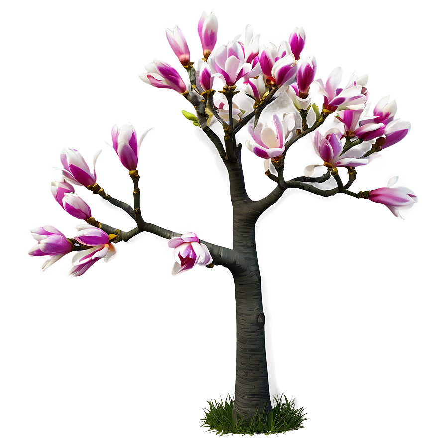 Spring Magnolia Tree Png 06212024 PNG Image