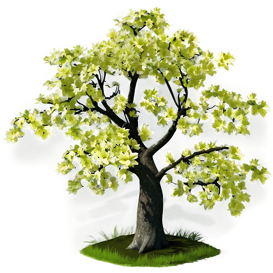 Spring Maple Tree Blossom Png Eye PNG Image