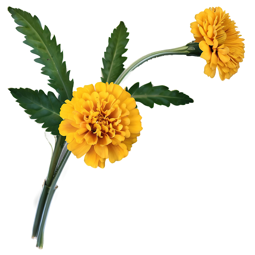 Spring Marigold Flower Png 33 PNG Image