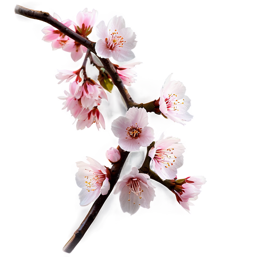 Spring Sakura Png Xxi PNG Image