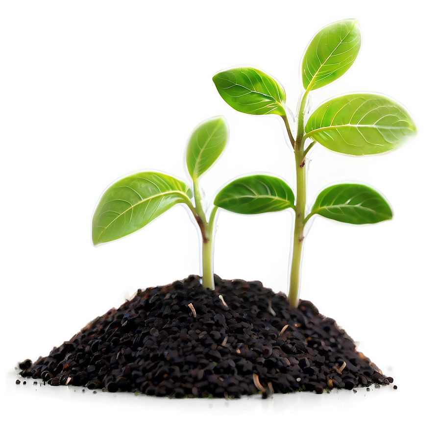 Sprout Seedling Growth Png Tfv85 PNG Image