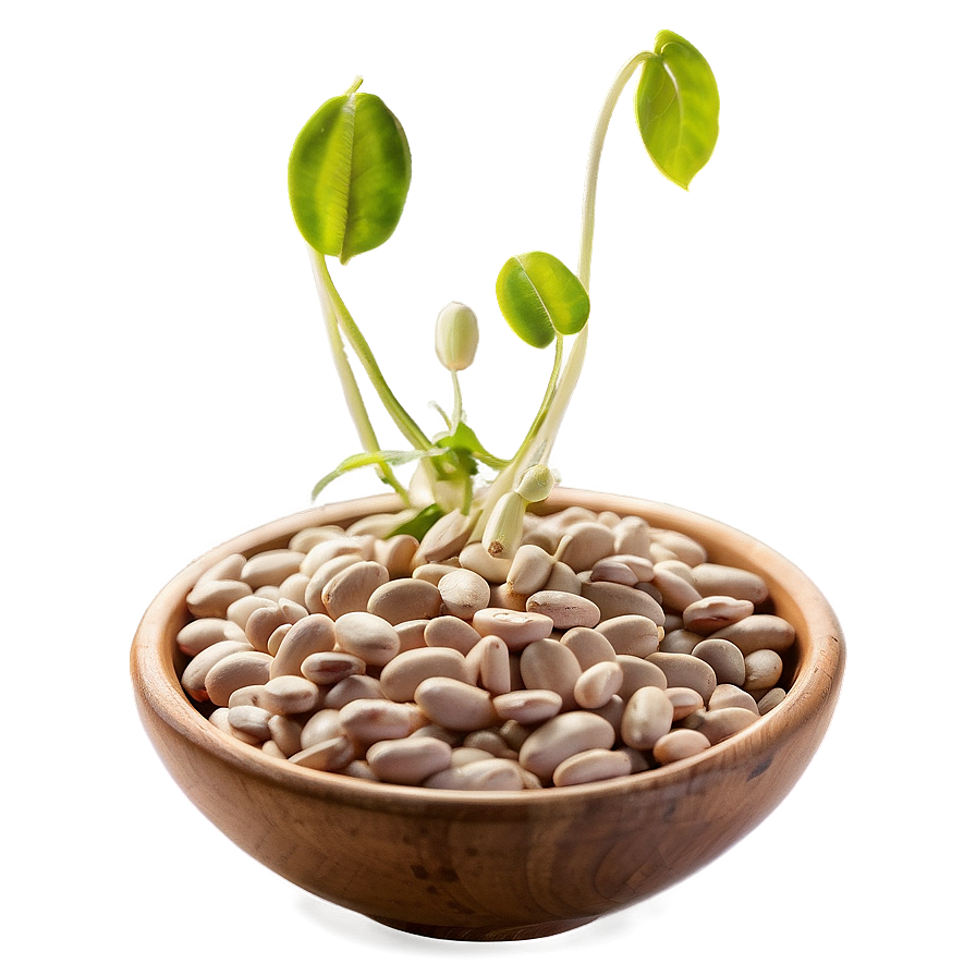 Sprouted Beans Png Kyd PNG Image