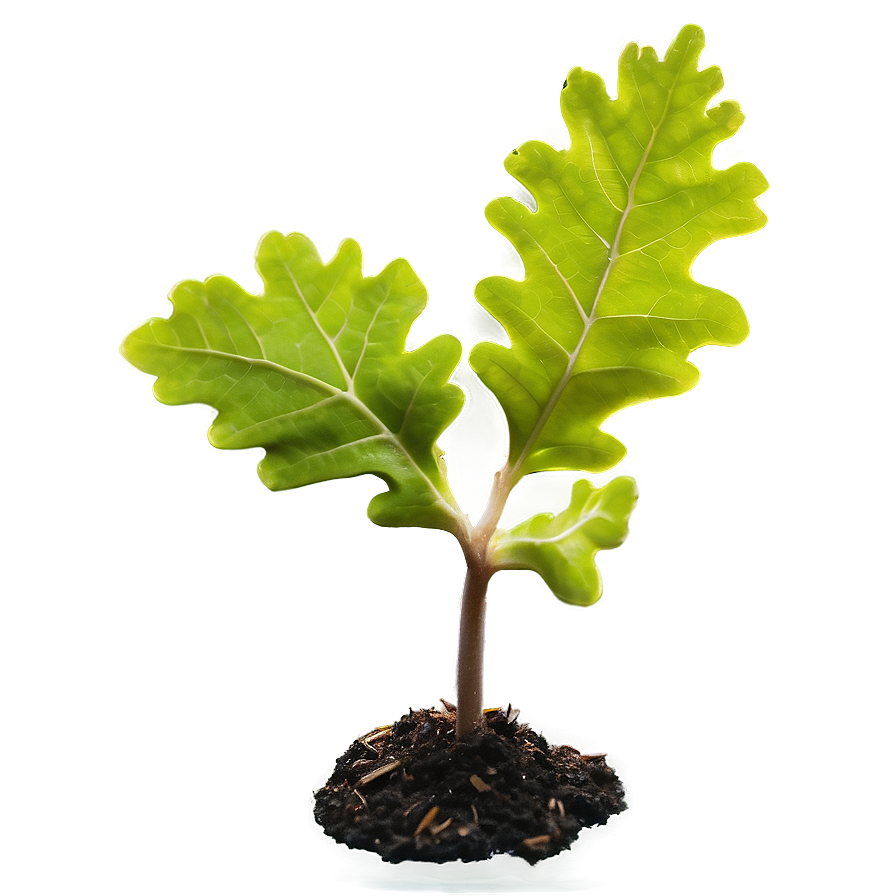 Sprouting Oak Seedling Png Qlp53 PNG Image