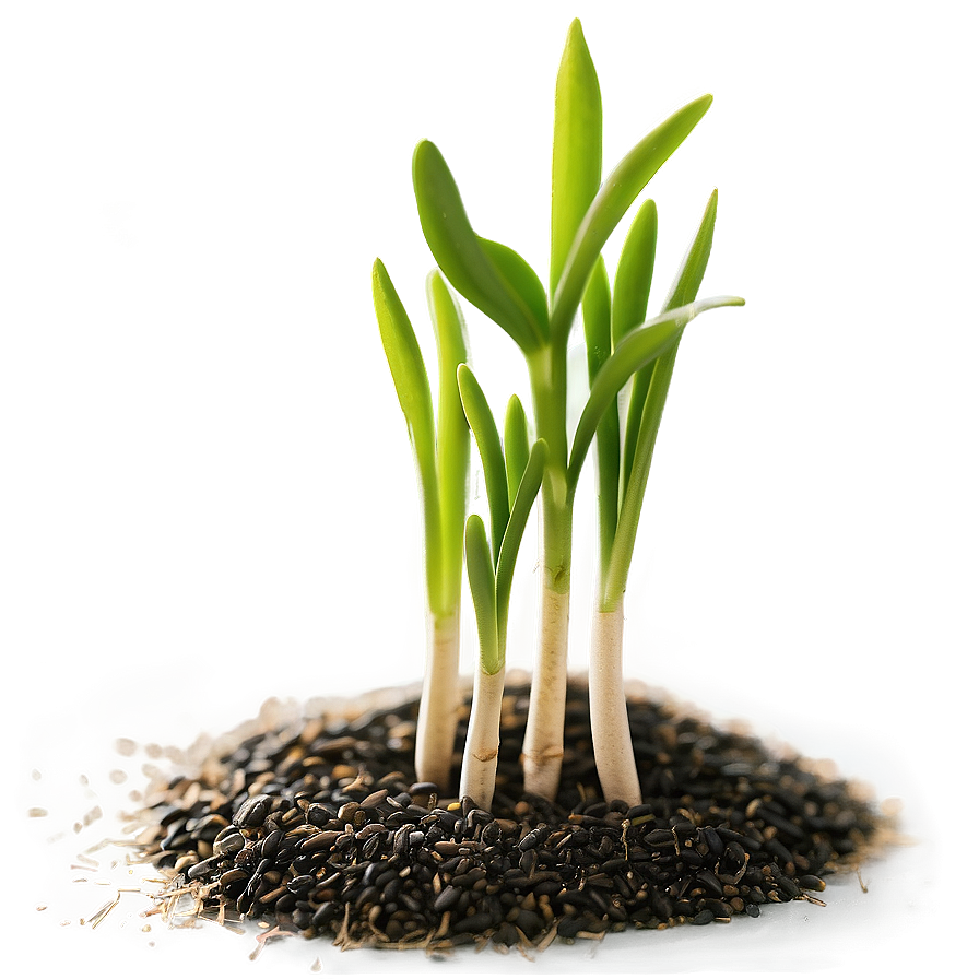 Sprouting Wheat Seedlings Png 05252024 PNG Image