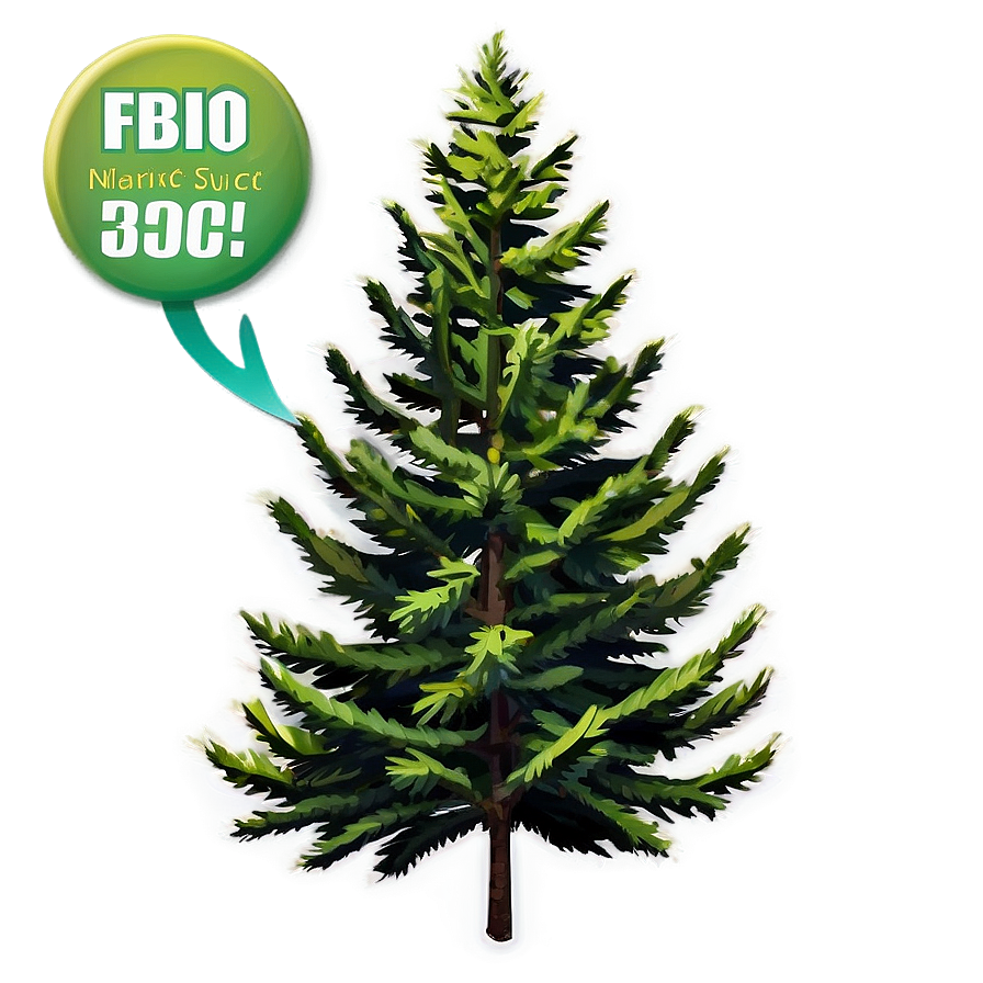 Spruce Tree A PNG Image