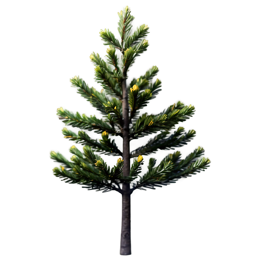 Spruce Tree In Blossom Png Hfv PNG Image