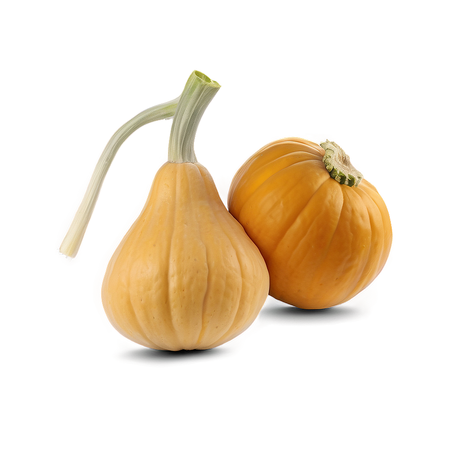 Squash D PNG Image