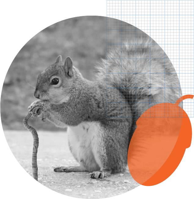 Squirrel_ Eating_in_ Geometric_ Overlay PNG Image