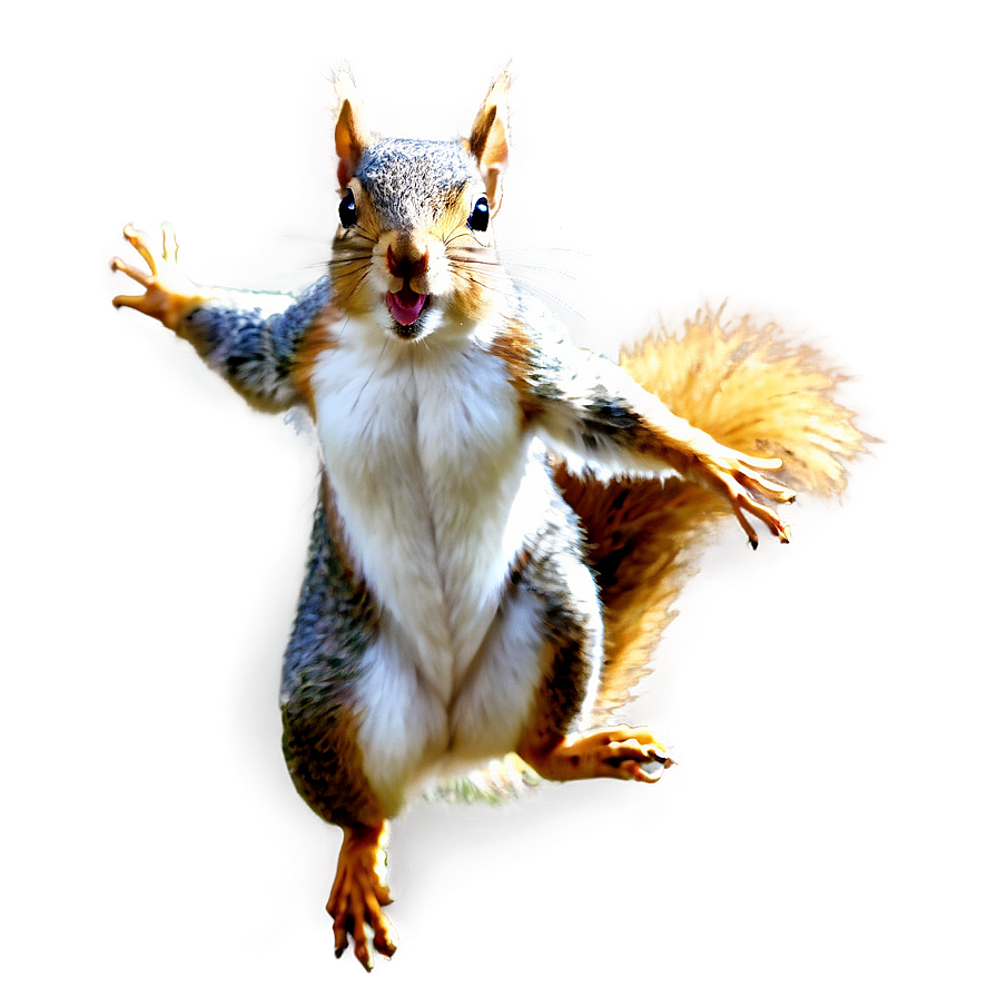 Squirrel In Flight Png Trw31 PNG Image