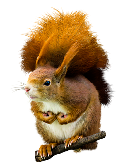 Squirrel_with_ Twisted_ Body_ Illusion PNG Image