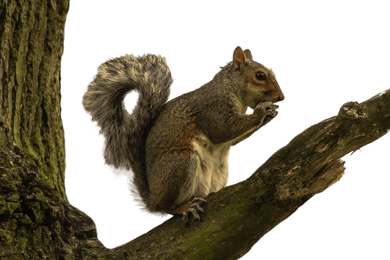 Squirrelon Tree Branch PNG Image