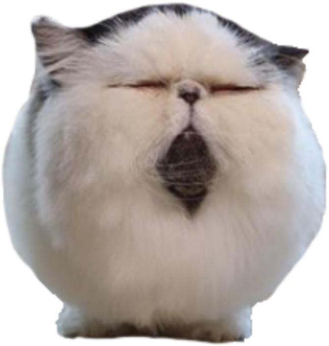 Squished Persian Cat Face.png PNG Image