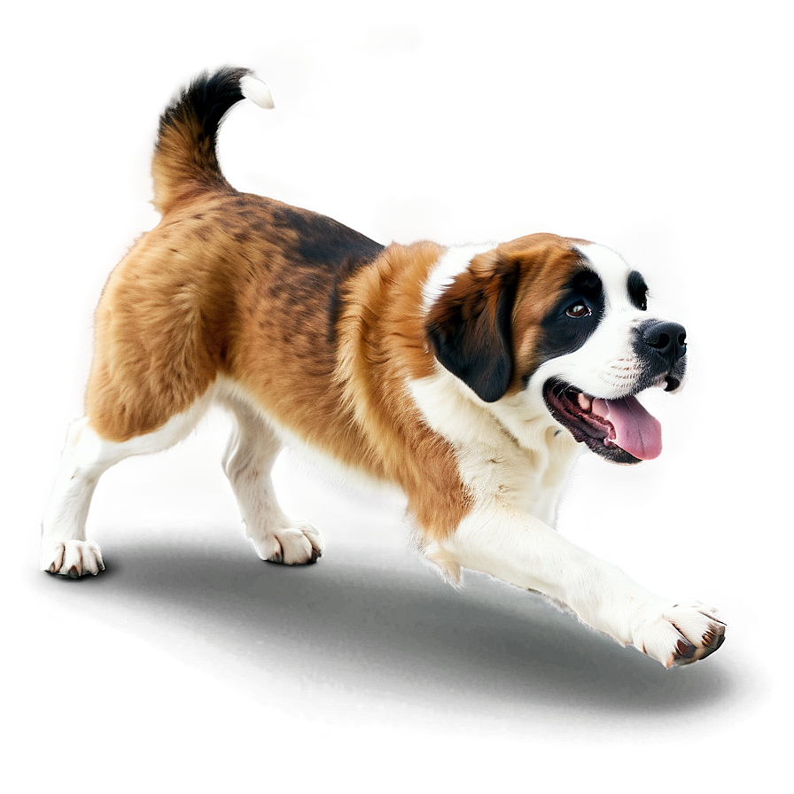 St Bernard Bark In Action Png 06292024 PNG Image