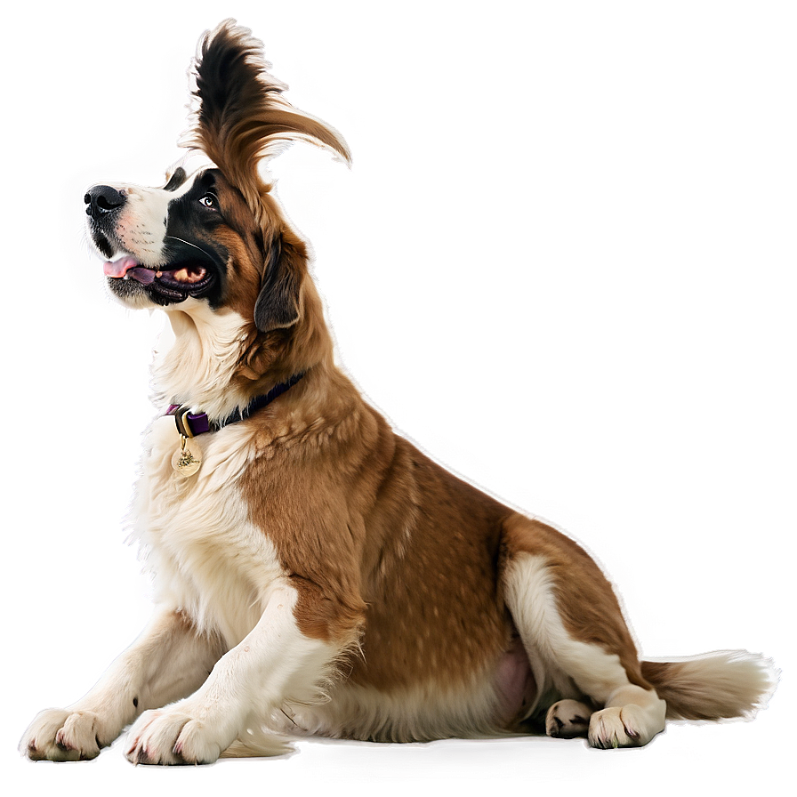 St Bernard Bark In Action Png 06292024 PNG Image