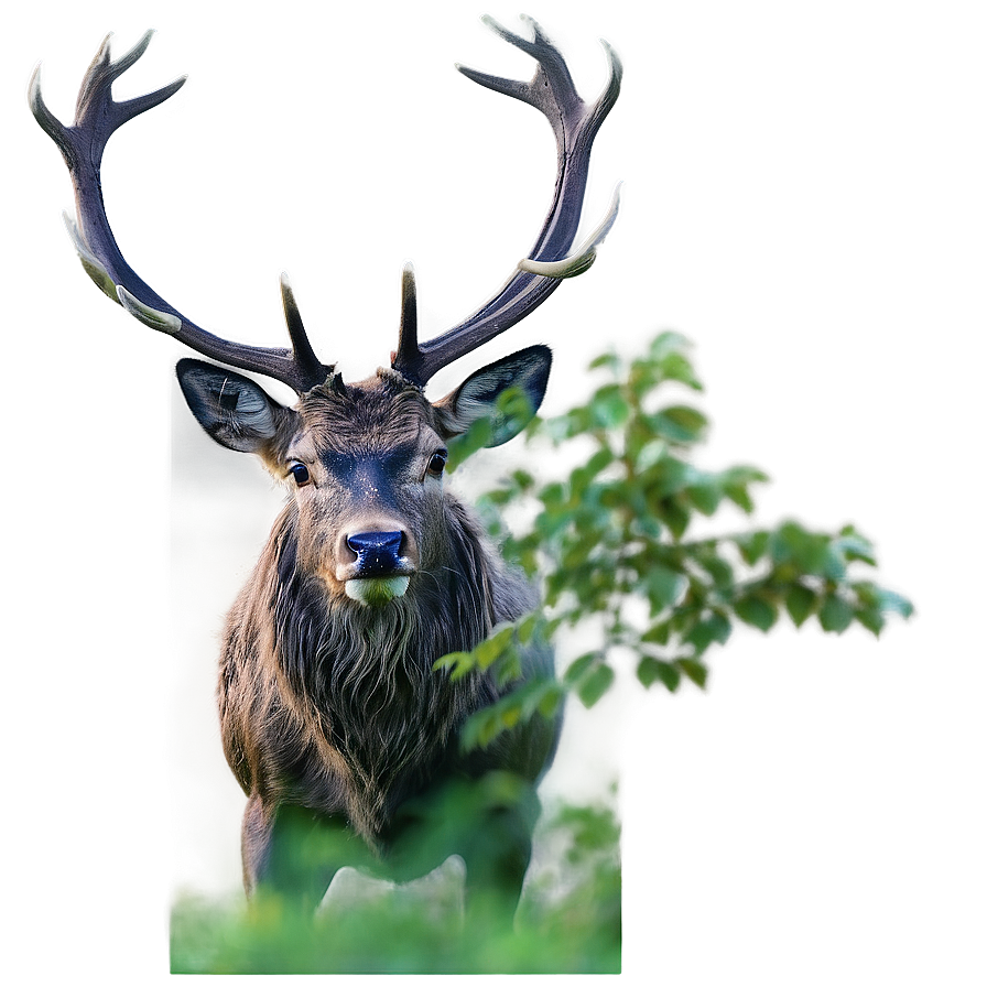 Stag At Dawn Png 06292024 PNG Image