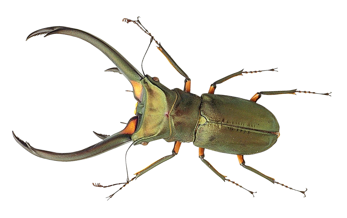 Stag Beetle Transparent Background PNG Image