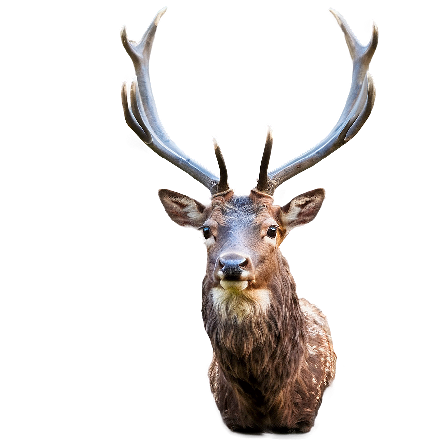 Stag C PNG Image