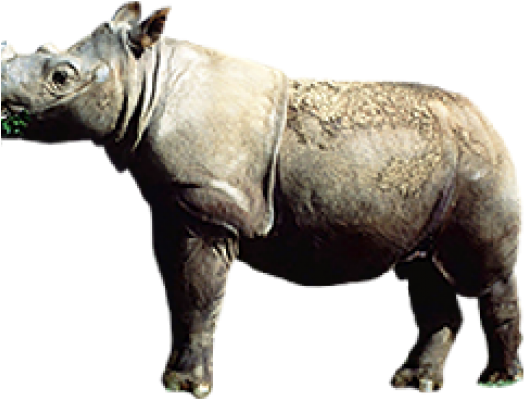 Standalone Rhinoceros Profile PNG Image