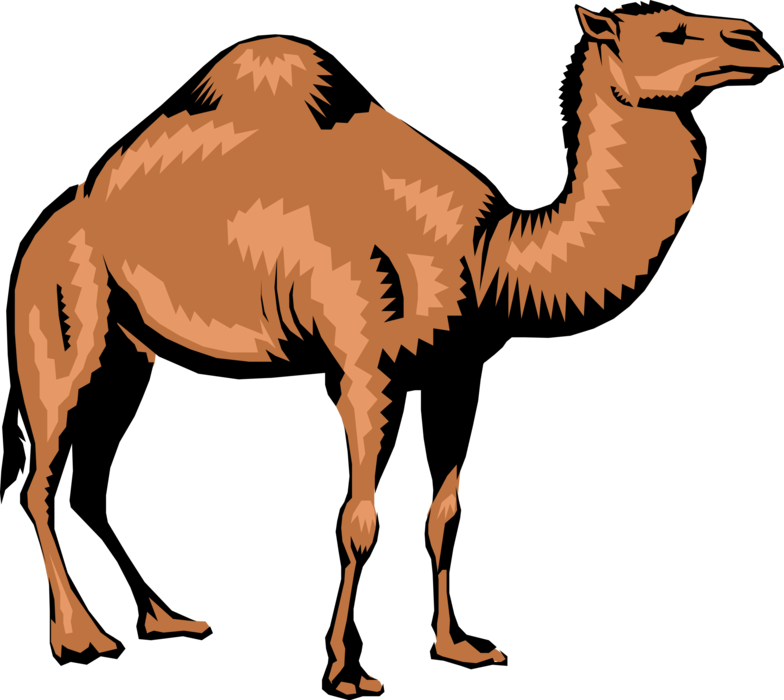 Standing Camel Illustration PNG Image