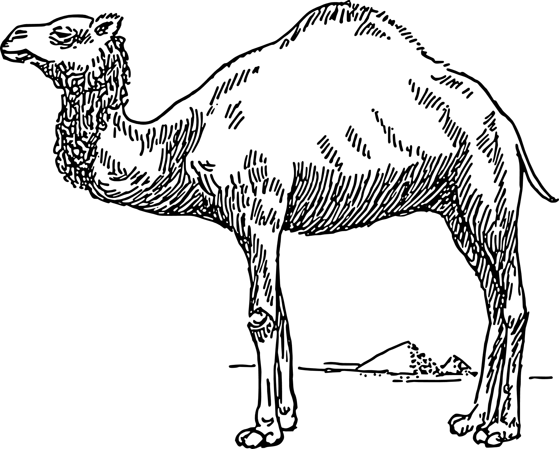 Standing Camel Sketch PNG Image