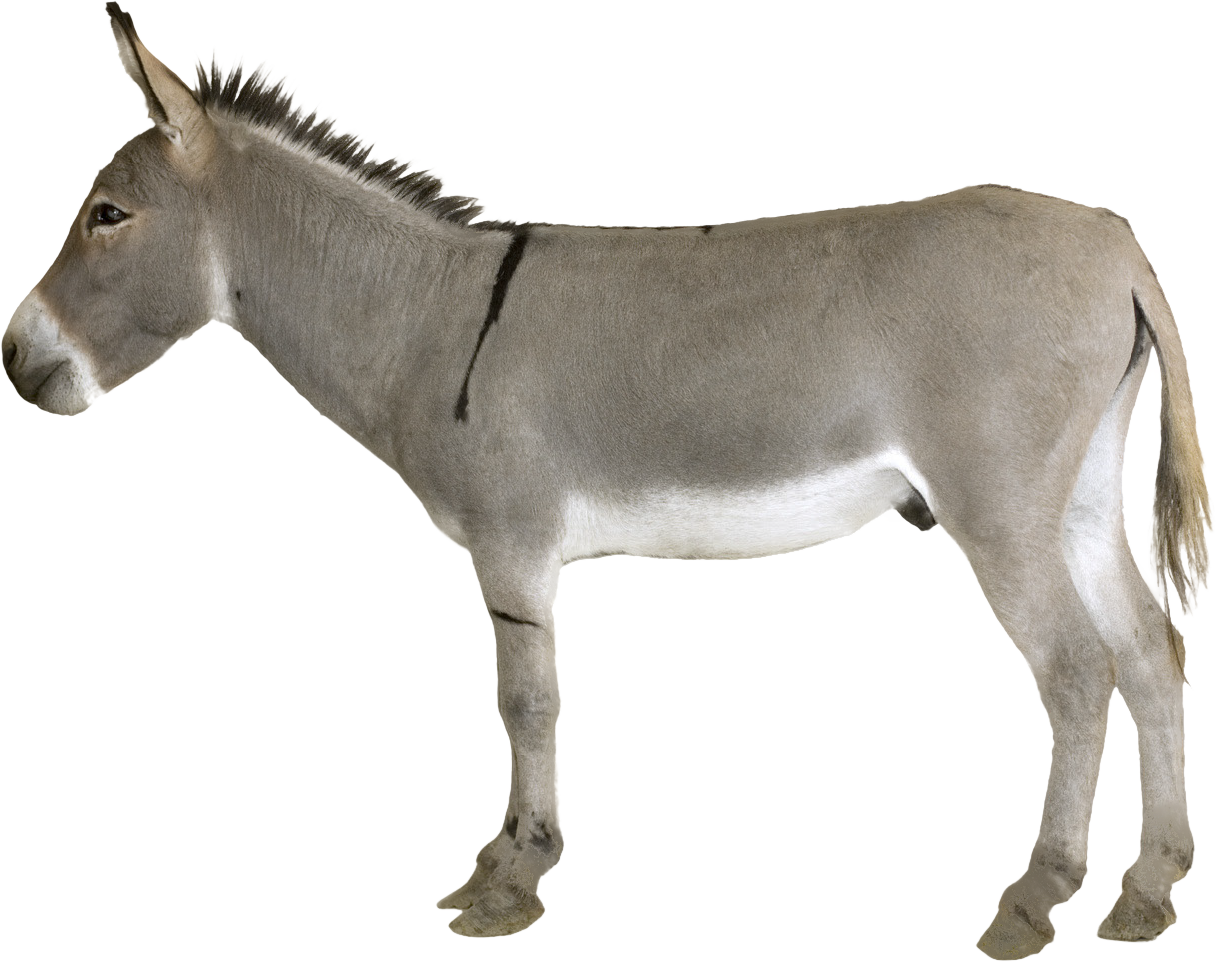 Standing Donkey Profile View PNG Image