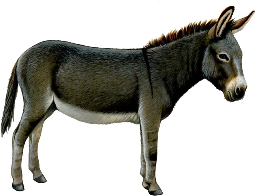 Standing Donkey Transparent Background.png PNG Image