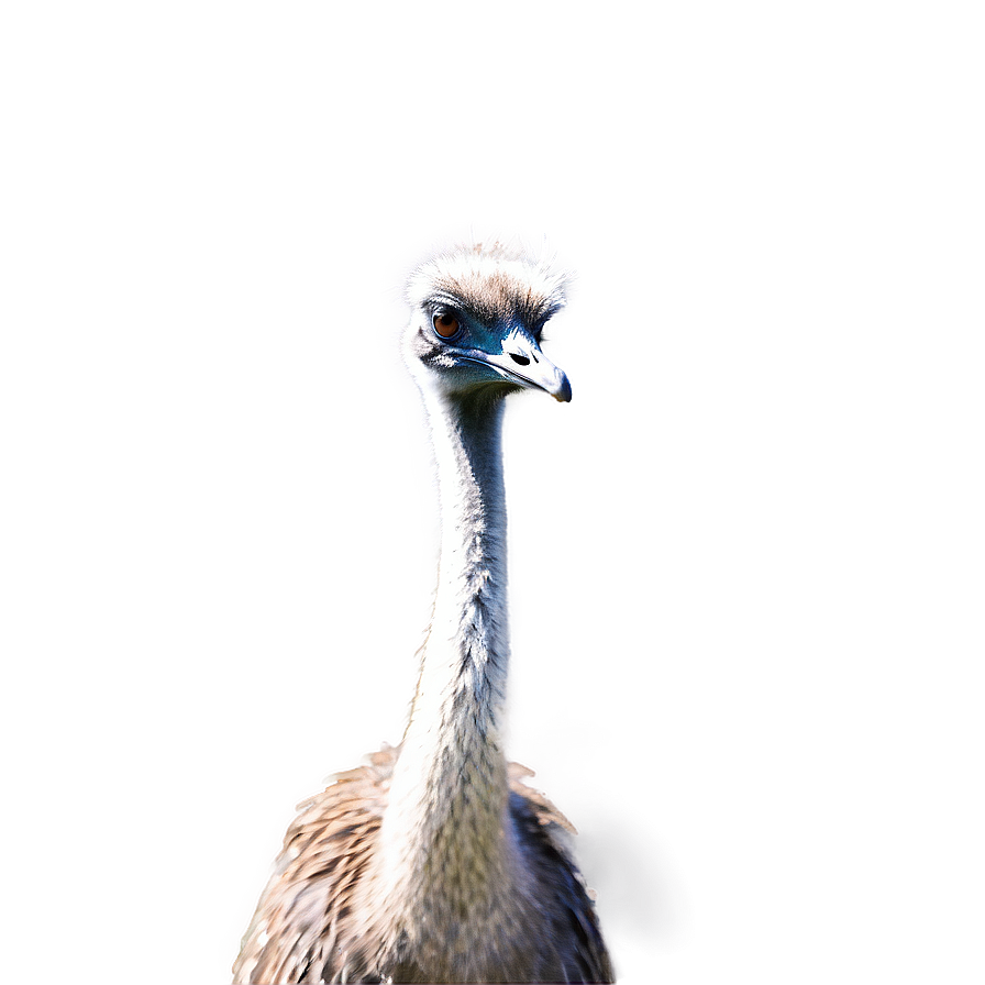 Standing Emu Png 06252024 PNG Image