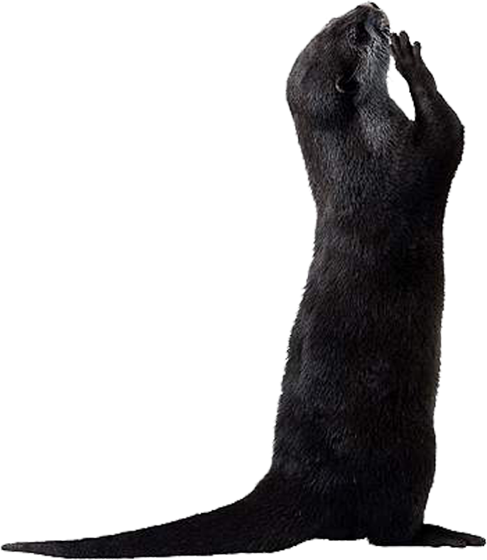 Standing Otter Silhouette.png PNG Image