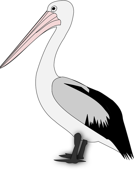 Standing Pelican Illustration.png PNG Image