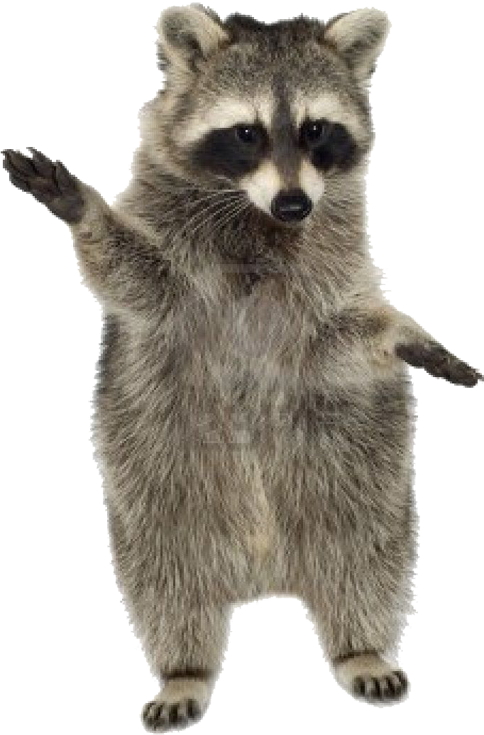 Standing Raccoon Gesture PNG Image