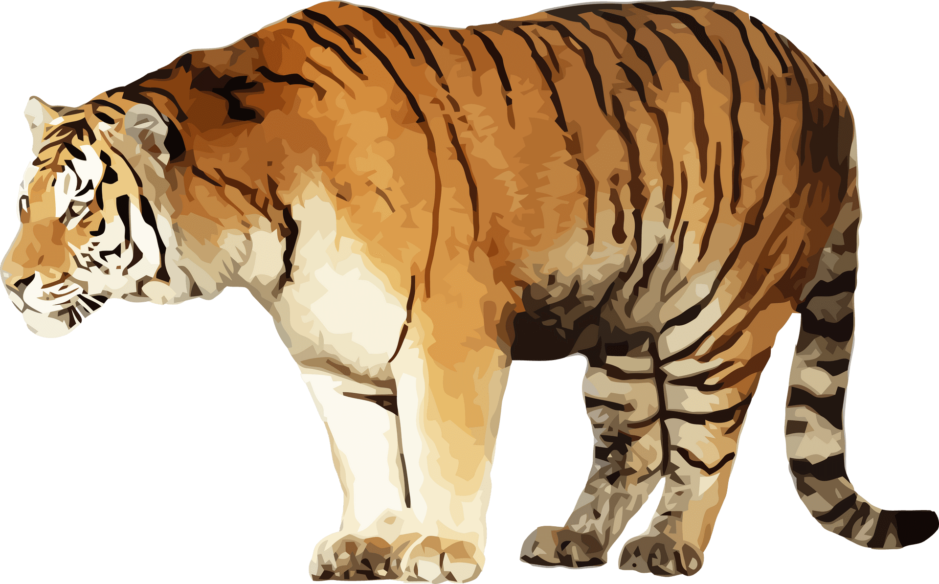 Standing Tiger Illustration PNG Image