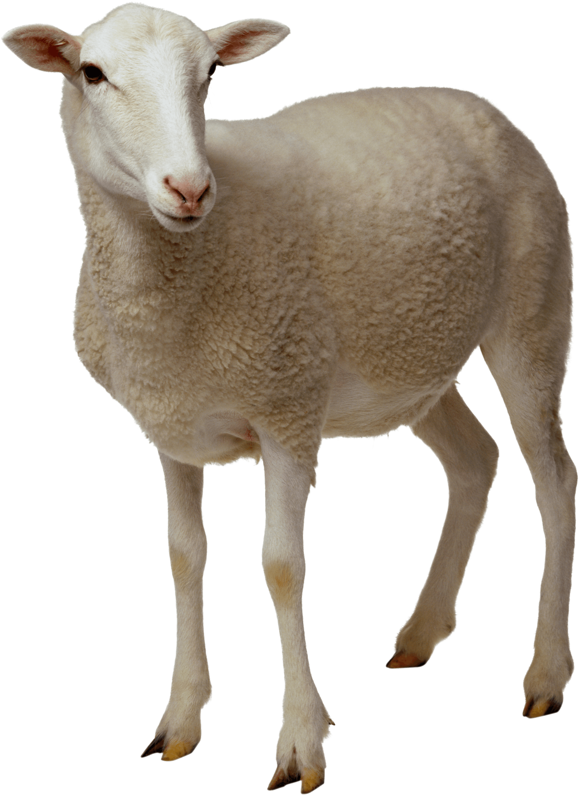 Standing White Sheep Isolated PNG Image