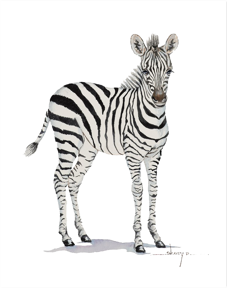 Standing Zebra Illustration PNG Image