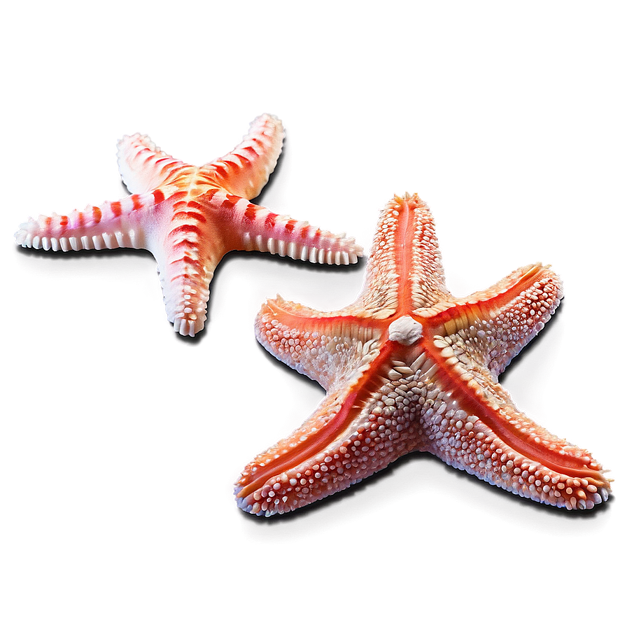 Starfish And Coral Reef Png 43 PNG Image