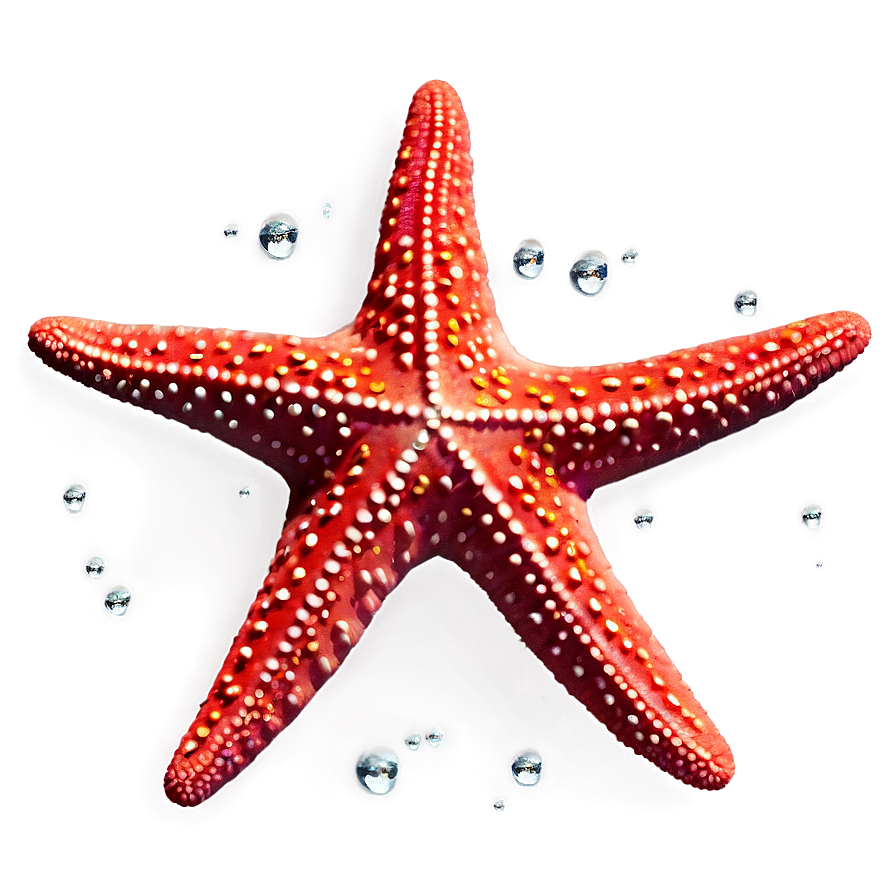 Starfish Clipart Png Uca PNG Image