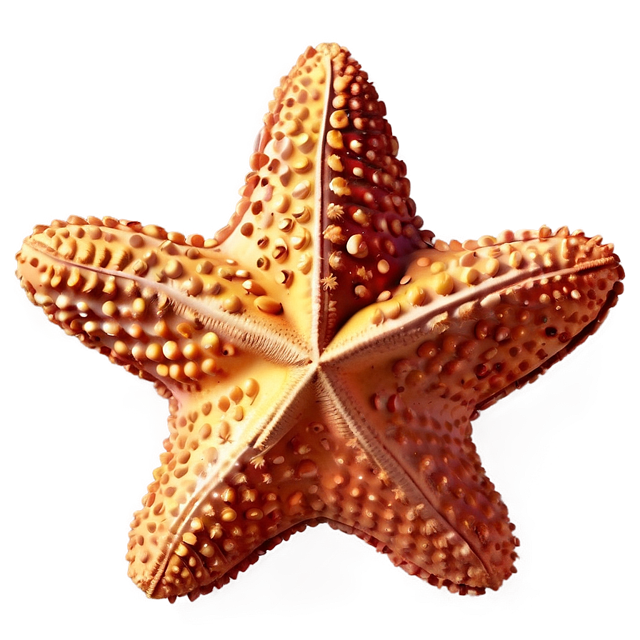 Starfish Emoji Png 05242024 PNG Image